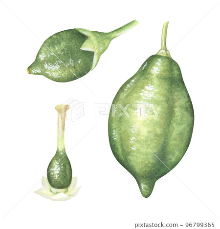 Green small lemons of growth stage. How lime grows. Watercolor illustration. Isolated on a white background. For design nature prints, kitchen accessories, product packaging with citrus acid or scent Green small lemons of growth stage. How lime grows. Watercolor illustration. Isolated on a white background. For design nature prints, kitchen accessories, product packaging with citrus acid or scent 96799365