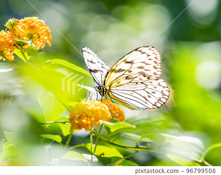 A beautiful butterfly perched on a flower in full bloom Idea leuconoe 96799508