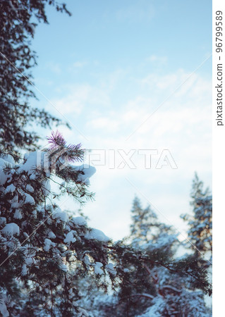 Pine trees covered with snow on frosty evening. Beautiful winter panorama 96799589