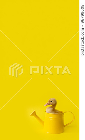 one small yellow duckling in metal watering can on yellow background, selective focus, vertical, 16 96799608