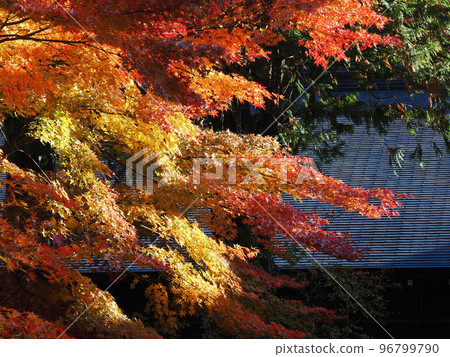 Tochigi Nikko Tamozawa Imperial Villa Autumn leaves in front of the Imperial Villa Tochigi Nikko Tamozawa Imperial Villa Autumn leaves in front of the Imperial Villa 96799790