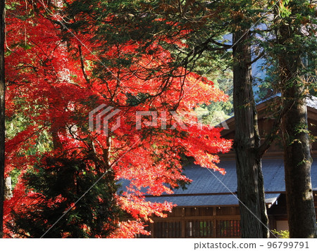 Tochigi Nikko Tamozawa Imperial Villa Autumn leaves in front of the Imperial Villa Tochigi Nikko Tamozawa Imperial Villa Autumn leaves in front of the Imperial Villa 96799791