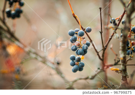 Grono of blue grapes on a branch. Autumn Grono of blue grapes on a branch. Autumn 96799875