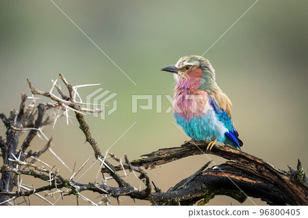 Lilac-breasted roller on thornbush branch facing left 96800405