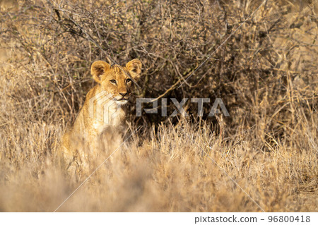 Lion cub sits near bush with catchlights Lion cub sits near bush with catchlights 96800418