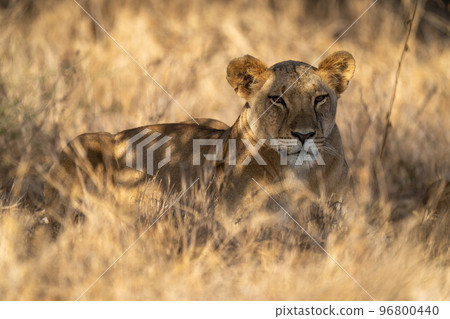 Lioness lies in dappled sunshine in grass Lioness lies in dappled sunshine in grass 96800440