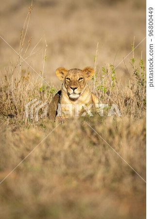 Lioness lies in sunshine among leafy plants Lioness lies in sunshine among leafy plants 96800449