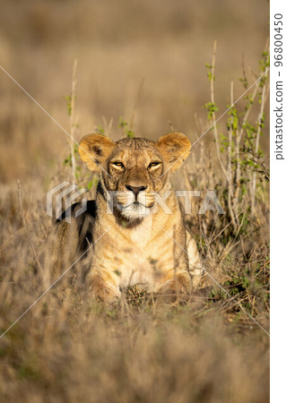 Lioness lies in sunshine amongst leafy plants Lioness lies in sunshine amongst leafy plants 96800450