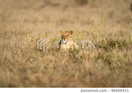 Lioness lies in sunshine in tall grass Lioness lies in sunshine in tall grass 96800451