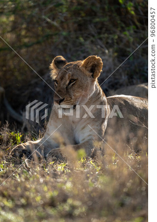 Lioness lies staring on grass beside bush 96800457