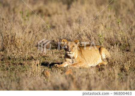 Lioness lies with catchlights in warm light Lioness lies with catchlights in warm light 96800463