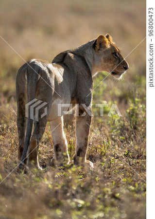 Lioness stands turning head on sunlit grass Lioness stands turning head on sunlit grass 96800473