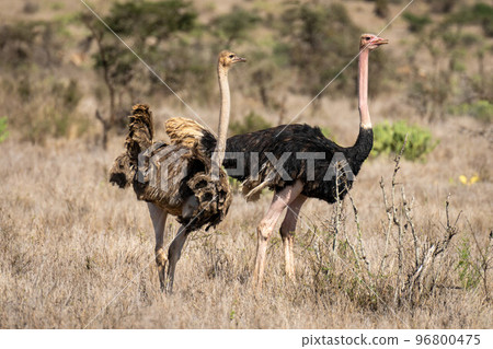 Male and female common ostriches stand side-by-side Male and female common ostriches stand side-by-side 96800475