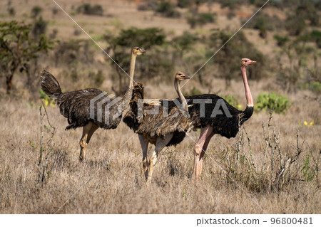 Male common ostrich stands beside two females 96800481