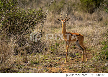 Male gerenuk stands near bush watching camera Male gerenuk stands near bush watching camera 96800486
