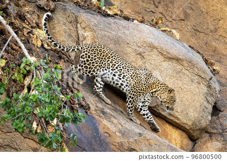 Leopard walks down steep rock lifting paw 96800500