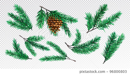 Pine tree branch, xmas fir. Green winter spruce with cone, plant with needles wood ornament, evergreen new year nature forest pinecone. Realistic decor, 3d isolated elements. Vector exact illustration 96800803