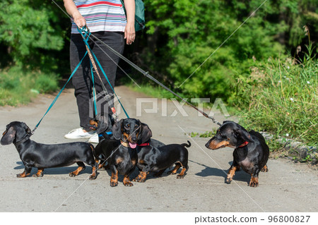 Walking a pack of dogs, a dachshund breed, and a lonely man in the background on a city street Walking a pack of dogs, a dachshund breed, and a lonely man in the background on a city street 96800827