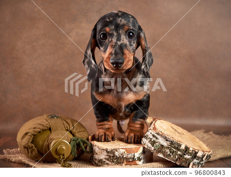 Marbled dachshund best sale