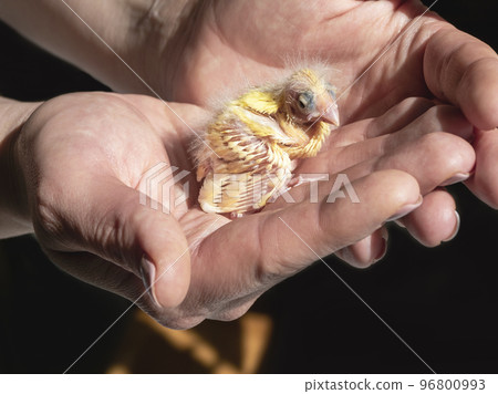 Funny helpless blind newborn chick sitting the palms. Close-up of canary chick on a human palm will be warmed by love. Spring replenishment in the family. Breeding of songbirds at home. 96800993