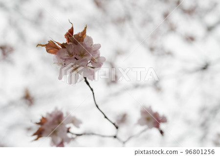 Closeup first cherry blossom flowers, sakura 96801256