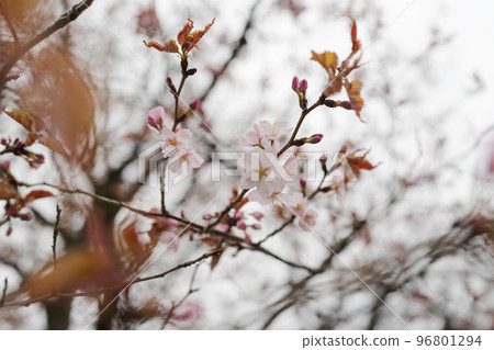 Closeup first cherry blossom flowers, sakura 96801294