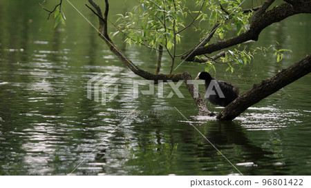 coot bird pruning its feathers standing on a branch in lake 96801422
