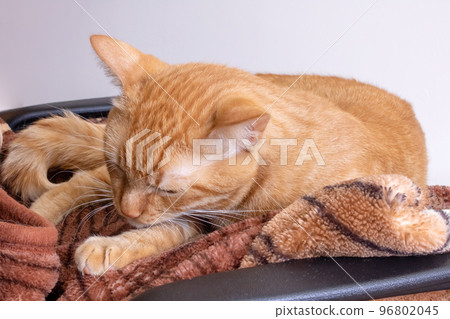 Red cat licks under his tail closeup Red cat licks under his tail closeup 96802045