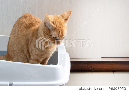 Red cat sitting in a tray closeup 96802050