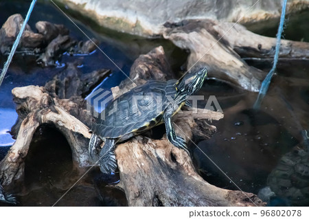 Red eared turtles on gray stone closeup 96802078