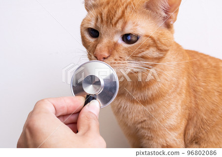 Red kitten playing with stethoscope close up Red kitten playing with stethoscope close up 96802086