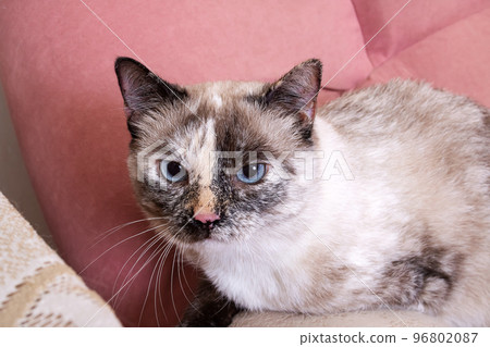 White cat lying on a pink sofa White cat lying on a pink sofa 96802087