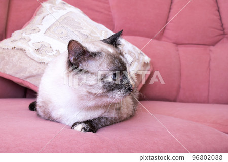 White cat lying on a pink sofa White cat lying on a pink sofa 96802088
