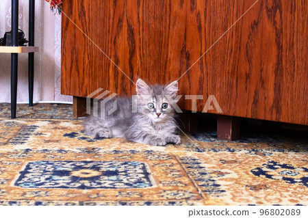 Small fluffy kitten with a curious look Small fluffy kitten with a curious look 96802089