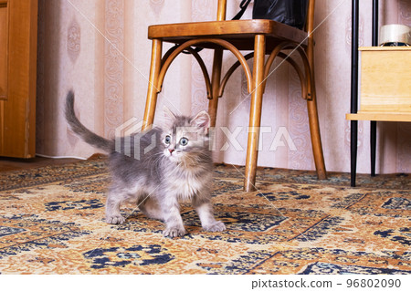 Small fluffy kitten with a curious look Small fluffy kitten with a curious look 96802090