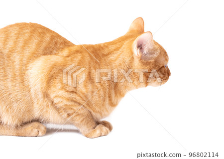 Red kitten isolated on a white background 96802114