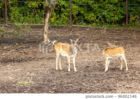 Little deer walk behind the fence closeup Little deer walk behind the fence closeup 96802146