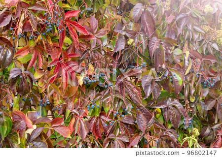 Background or texture of red autumn leaves 96802147