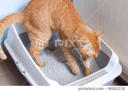 Red cat sitting in a tray closeup 96802158