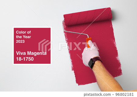 Gloved male hand painting wall into classic magenta color. Color of the year 2023, viva magenta. 96802181