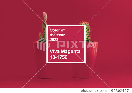 succulent plant on a magenta background. Color of the year 2023, viva magenta. succulent plant on a magenta background. Color of the year 2023, viva magenta. 96802407