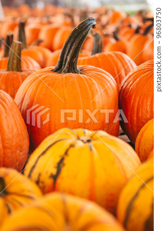 Large orange pumpkin at farmers market at pumpkin patch 96803750