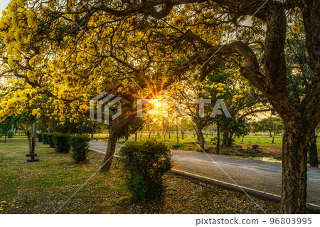 Beautiful blooming Yellow Golden trumpet tree or Tabebuia aurea roadside of the Yellow that are blooming with the park in spring day in the garden and sunset sky background in Thailand. Beautiful blooming Yellow Golden trumpet tree or Tabebuia aurea roadside of the Yellow that are blooming with the park in spring day in the garden and sunset sky background in Thailand. 96803995