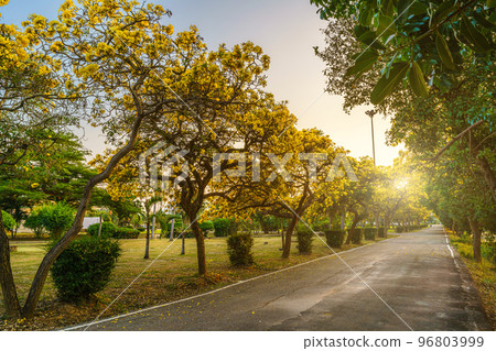 Beautiful blooming Yellow Golden trumpet tree or Tabebuia aurea roadside of the Yellow that are blooming with the park in spring day in the garden and sunset sky background in Thailand. Beautiful blooming Yellow Golden trumpet tree or Tabebuia aurea roadside of the Yellow that are blooming with the park in spring day in the garden and sunset sky background in Thailand. 96803999