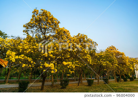 Beautiful blooming Yellow Golden trumpet tree or Tabebuia aurea roadside of the Yellow that are blooming with the park in spring day in the garden and sunset sky background in Thailand. Beautiful blooming Yellow Golden trumpet tree or Tabebuia aurea roadside of the Yellow that are blooming with the park in spring day in the garden and sunset sky background in Thailand. 96804000