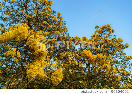 Beautiful blooming Yellow Golden trumpet tree or Tabebuia are blooming with the park in spring day in the garden and sunset blue sky background in Thailand. 96804001