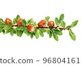 Argan nuts on a branch with green leaves and thorns on an isolated white background 96804161