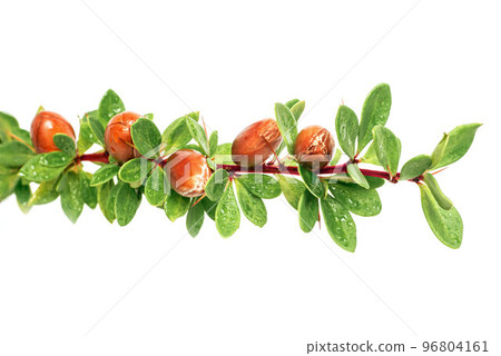 Argan nuts on a branch with green leaves and thorns on an isolated white background 96804161