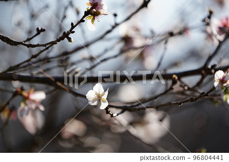 Cute winter cherry blossoms wet with dew 96804441