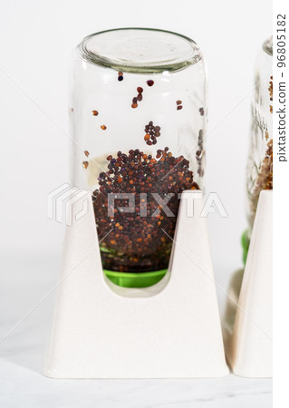 Day 3. Growing organic sprouts in a mason jar with sprouting lid on the kitchen counter. 96805182